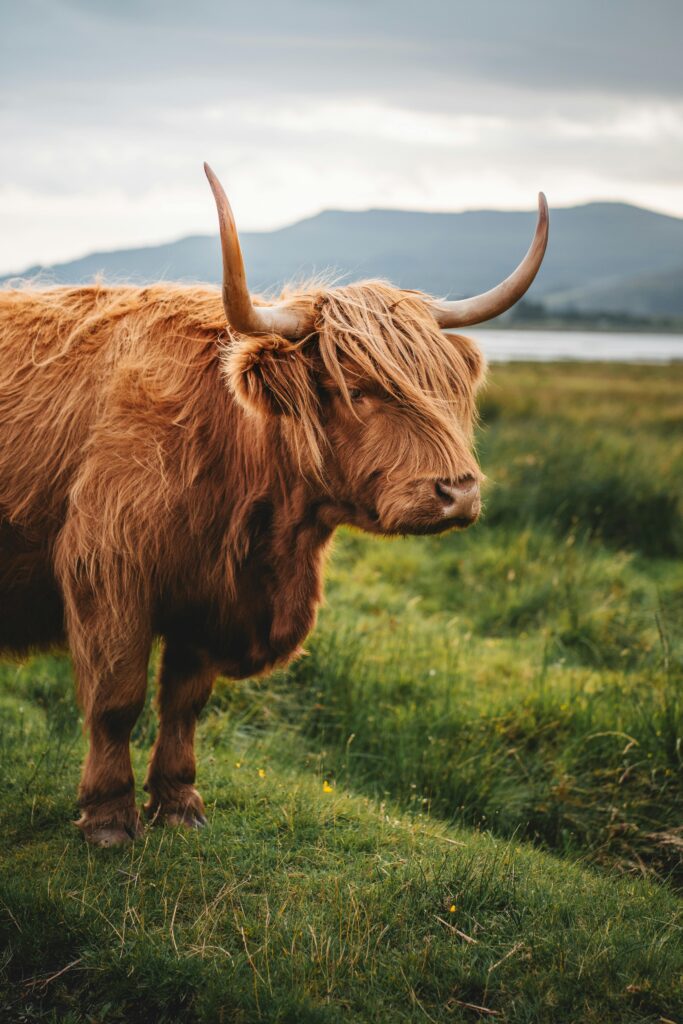 A majestic Highland cow stands in a verdant field with mountains in the background in Scotland.
